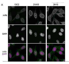 Immunofluorescene staining of Nup98 in HeLa cells using 13C2 , 21A10 , or 2H10 monoclonal antibodies.