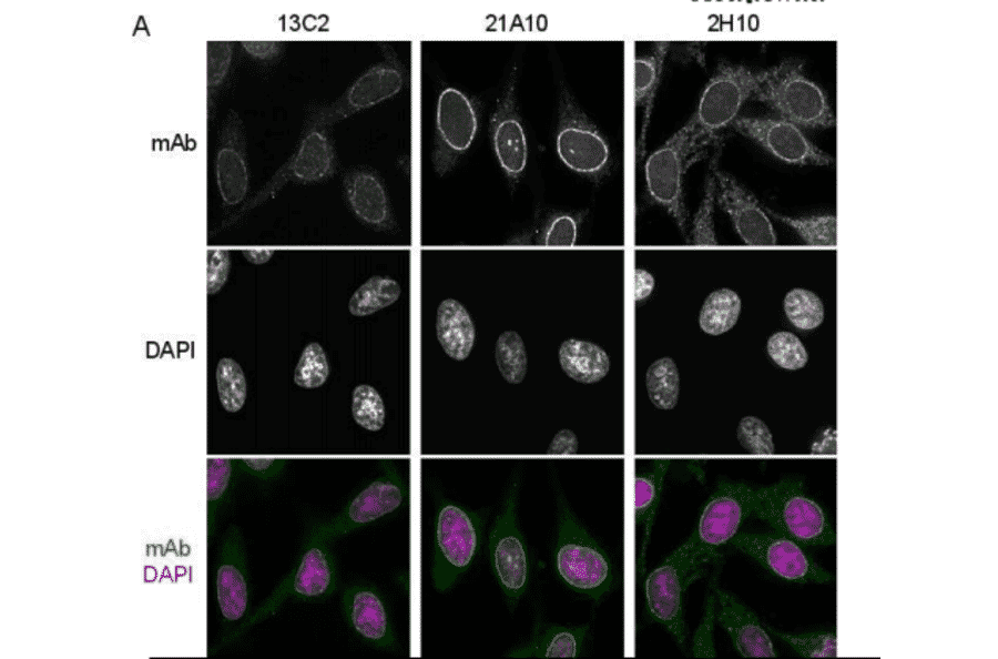 Immunofluorescene staining of Nup98 in HeLa cells using 13C2 , 21A10 , or 2H10 monoclonal antibodies.