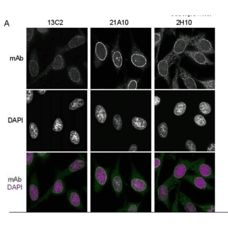 Immunofluorescene staining of Nup98 in HeLa cells using 13C2 , 21A10 , or 2H10 monoclonal antibodies.