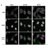 Immunofluorescene staining of Nup98 in HeLa cells using 13C2 , 21A10 , or 2H10 monoclonal antibodies.