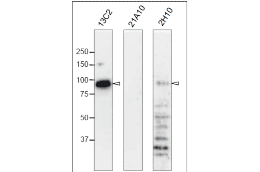 Western blot analysis of Nup98 in HeLa cells with anti-Nup98 antibodies.