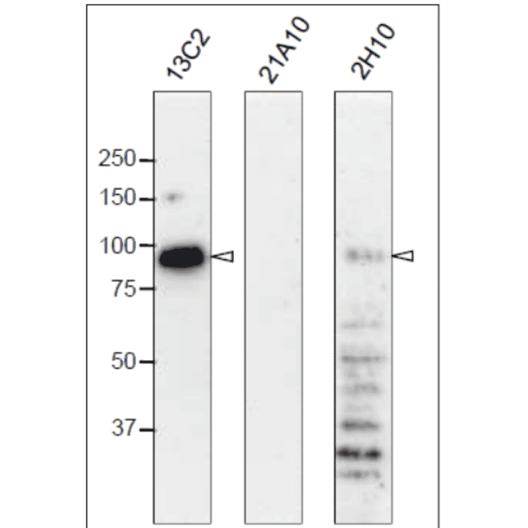 Western blot analysis of Nup98 in HeLa cells with anti-Nup98 antibodies.