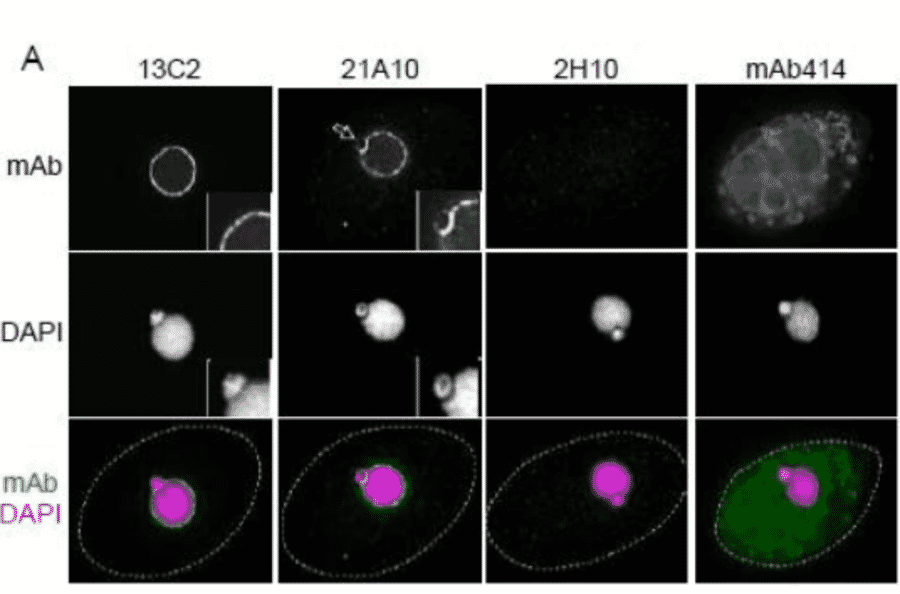 Immunofluorescene staining of Nup98 in Tetrahymena themophila cells using 13C2 , 21A10 , 2H10 or 414 monoclonal antibodies.