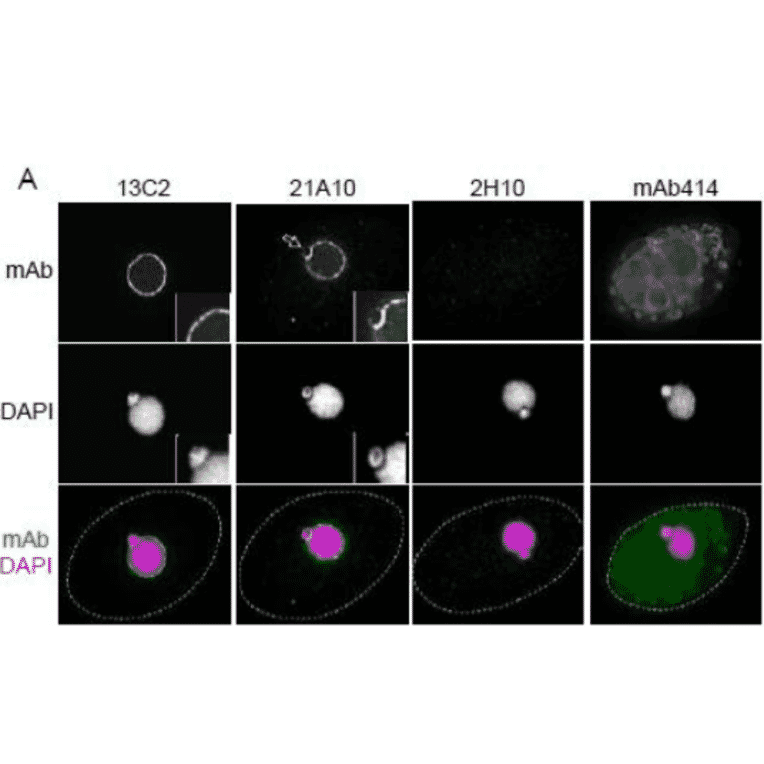 Immunofluorescene staining of Nup98 in Tetrahymena themophila cells using 13C2 , 21A10 , 2H10 or 414 monoclonal antibodies.