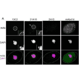Immunofluorescene staining of Nup98 in Tetrahymena themophila cells using 13C2 , 21A10 , 2H10 or 414 monoclonal antibodies.