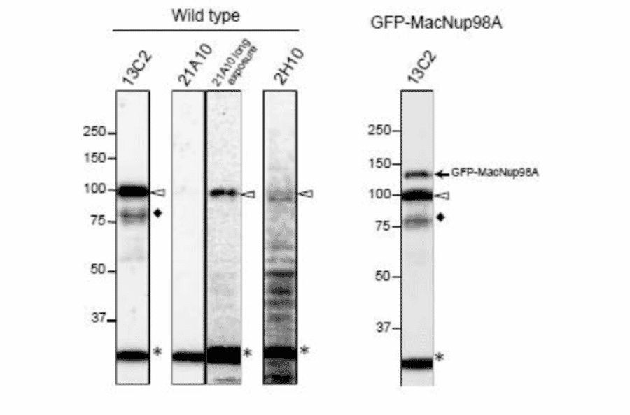 Detection of MacNup98A of Tetrahymena by Western blotting with monoclonal antibodies 13C2 and