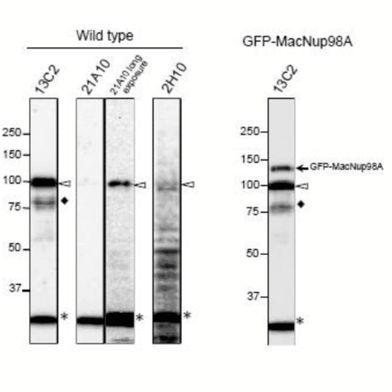 Detection of MacNup98A of Tetrahymena by Western blotting with monoclonal antibodies 13C2 and