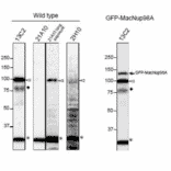 Detection of MacNup98A of Tetrahymena by Western blotting with monoclonal antibodies 13C2 and