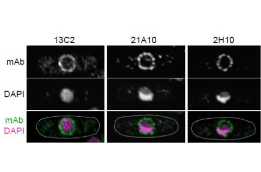 Immunofluorescene staining of Nup98 in S. pombe cells with 13C2 , 21A10, or 2H10 monoclonal antibodies
