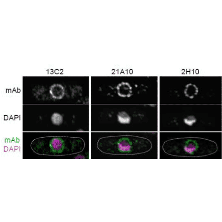 Immunofluorescene staining of Nup98 in S. pombe cells with 13C2 , 21A10, or 2H10 monoclonal antibodies