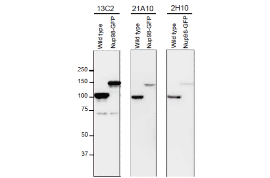 Detection of Nup98 in S. pombe cell extracts by Western blotting with monoclonal antibodies 13C2, 21A10 and 2H10