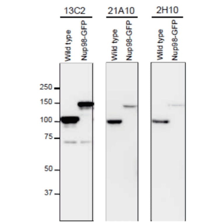 Detection of Nup98 in S. pombe cell extracts by Western blotting with monoclonal antibodies 13C2, 21A10 and 2H10
