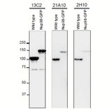 Detection of Nup98 in S. pombe cell extracts by Western blotting with monoclonal antibodies 13C2, 21A10 and 2H10