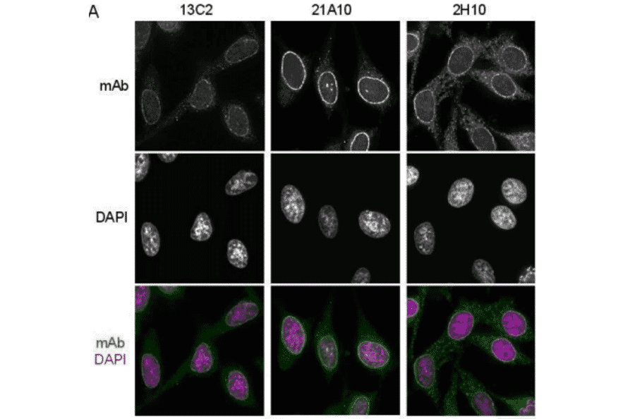 Immunofluorescene staining of Nup98 in HeLa cells using 13C2 , 21A10 , or 2H10 monoclonal antibodies.