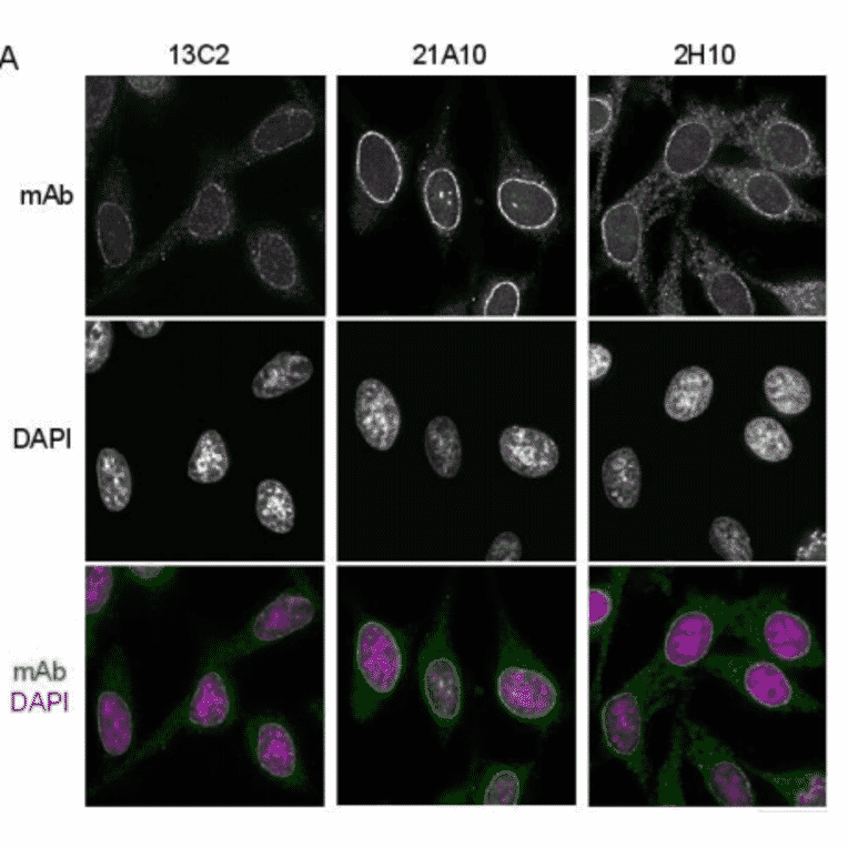 Immunofluorescene staining of Nup98 in HeLa cells using 13C2 , 21A10 , or 2H10 monoclonal antibodies.