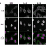 Immunofluorescene staining of Nup98 in HeLa cells using 13C2 , 21A10 , or 2H10 monoclonal antibodies.