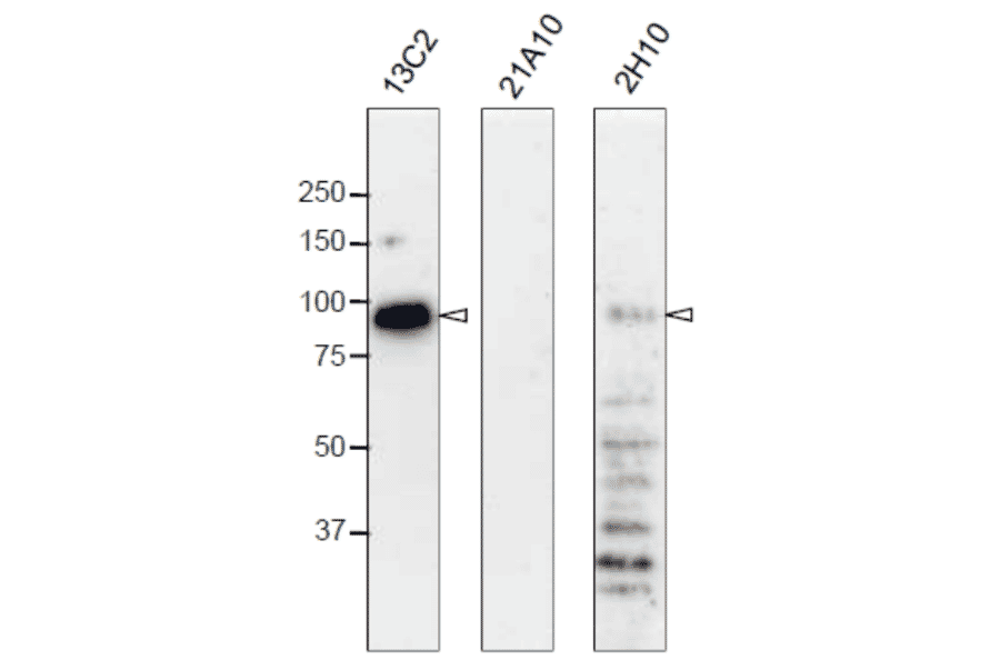 Western blot analysis of Nup98 in HeLa cells with anti-Nup98 antibodies.