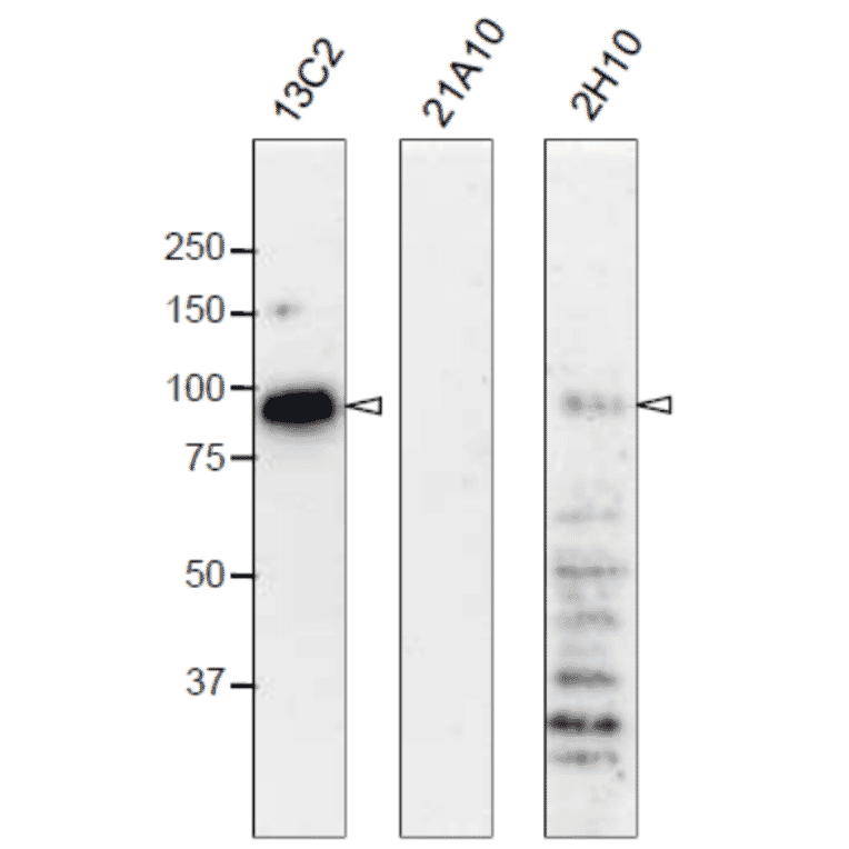 Western blot analysis of Nup98 in HeLa cells with anti-Nup98 antibodies.