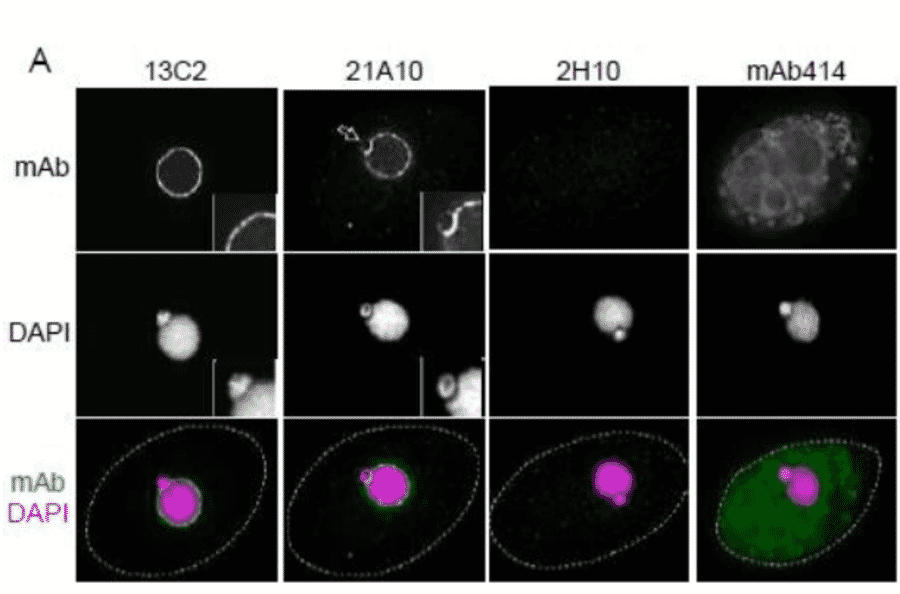Immunofluorescene staining of Nup98 in Tetrahymena themophila cells using 13C2 , 21A10 , 2H10 or 414 monoclonal antibodies