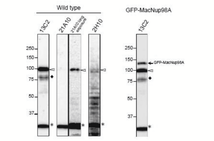 Detection of MacNup98A of Tetrahymena by Western blotting with monoclonal antibodies 13C2 and 21A10