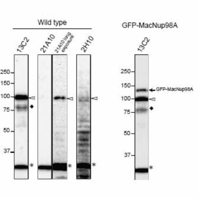 Detection of MacNup98A of Tetrahymena by Western blotting with monoclonal antibodies 13C2 and 21A10