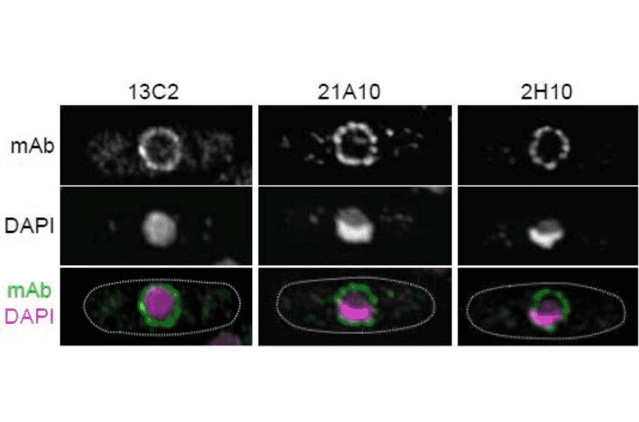 Immunofluorescene staining of Nup98 in S. pombe cells with 13C2 , 21A10, or 2H10 monoclonal antibodies.