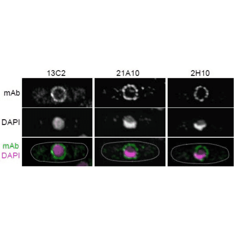 Immunofluorescene staining of Nup98 in S. pombe cells with 13C2 , 21A10, or 2H10 monoclonal antibodies.