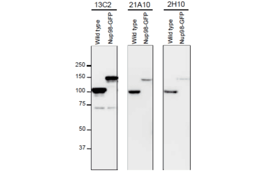 Detection of Nup98 in S. pombe cell extracts by Western blotting with monoclonal antibodies 13C2, 21A10 and 2H10.