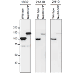 Detection of Nup98 in S. pombe cell extracts by Western blotting with monoclonal antibodies 13C2, 21A10 and 2H10.