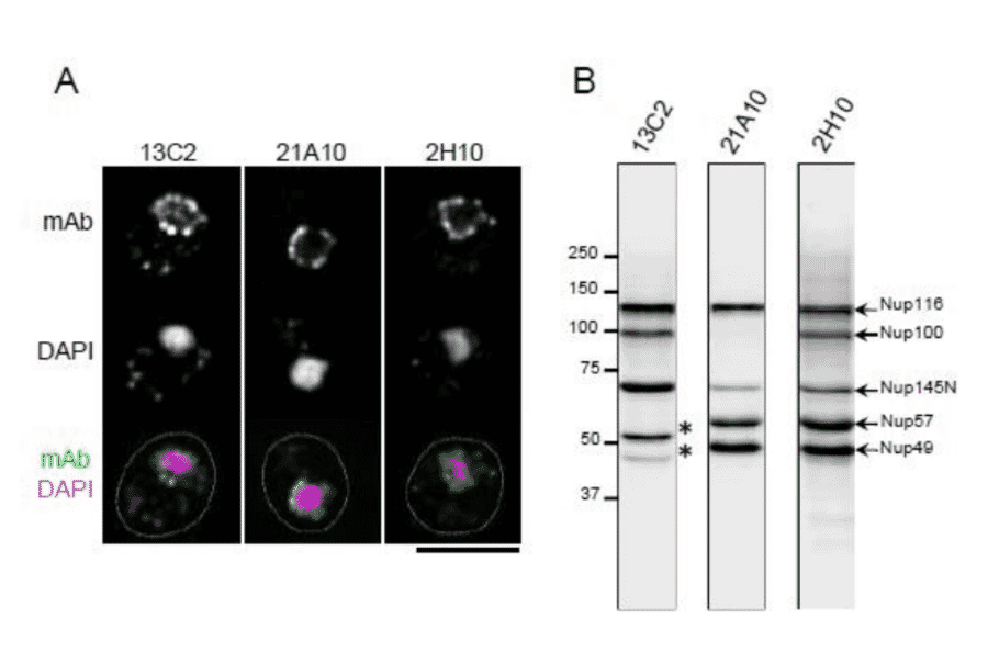 Monoclonal antibodies 13C2 and 21A10 crossreact with multiple nucleoporins of S. cerevisiae. (A) IF staining of S. cereviciae cells using 13C2, 21A10, or 2H10 mAbs: 1/10 dilutions of the supernatants of hybridoma cultures of 13C2 or 21A10 or 10 µg/ml IgG solution of 2H10 were used. Black-and-white images represent fluorescence images obtained with mAb (top) and DAPI (middle). Color images represent merged images of mAb (green) with DAPI (magenta). Dotted lines represent the outlines of cells. Bar, 5 µm. Methods were as described for S. pombe. (B) WB analysis of S. cereviciae cell extract using 13C2 , 21A10, or 2H10 mAbs: 1/10 dilutions of the supernatants of hybridoma culture medium of 13C2 or 21A10 or 2 µg/ml IgG solution of 2H10 were used. Arrows represent the positions of the indicated nucleoporins. Asterisks represent uncharacterized proteins. Methods were as described for S. pombe