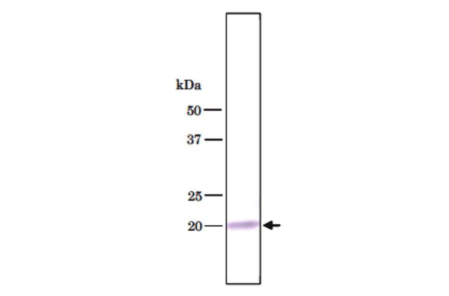 Detection of U1C protein in HeLa total cell extract by Western blotting with antibody 4H12.