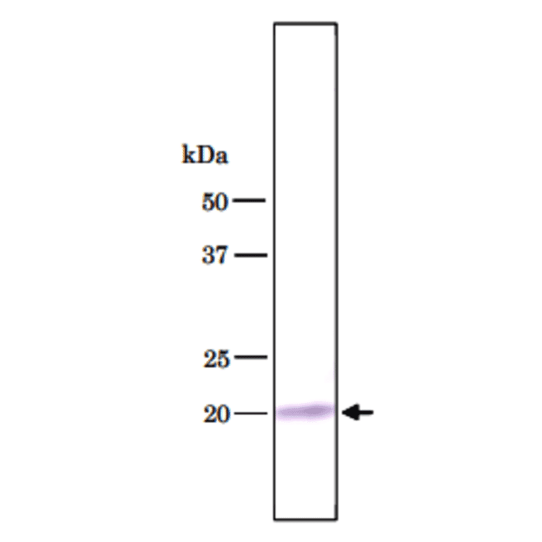 Detection of U1C protein in HeLa total cell extract by Western blotting with antibody 4H12.