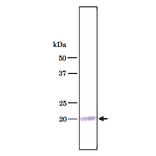 Detection of U1C protein in HeLa total cell extract by Western blotting with antibody 4H12.