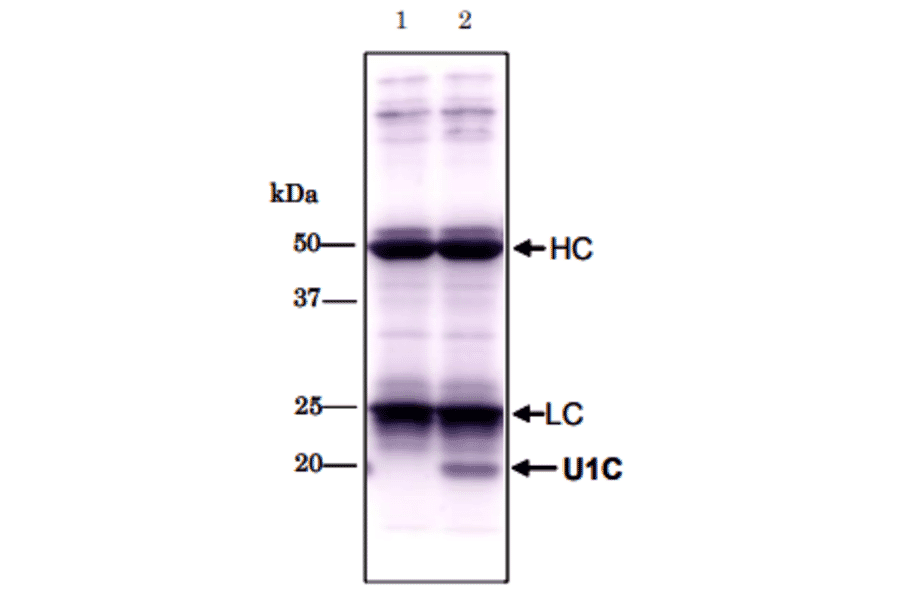 Immunoprecipitation of U1C protein with 4H12. lane1: no extract lane2: HeLa total extract HC, LC;IgG heavy & light chain