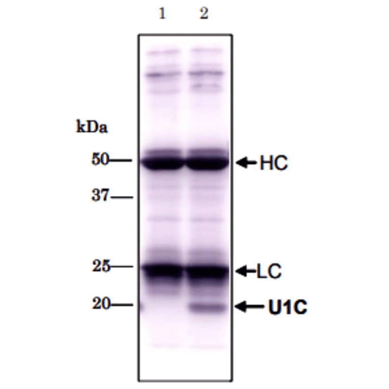 Immunoprecipitation of U1C protein with 4H12. lane1: no extract lane2: HeLa total extract HC, LC;IgG heavy & light chain