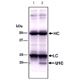 Immunoprecipitation of U1C protein with 4H12. lane1: no extract lane2: HeLa total extract HC, LC;IgG heavy & light chain