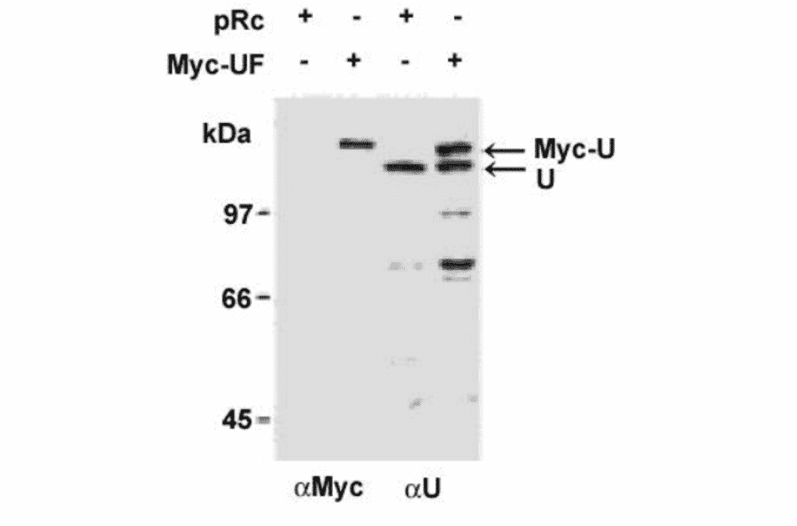 Immunoblotting of hnRNP-U with this antibody (ref.2). Specificity of anti-hnRNP-U antibody, HUT. Cell lysates were prepared from SAOS-2 cells transfected with pRc/CMV vectors (pRc) or pRc/CMV vectors expressing Myc-tagged hnRNP-U (Myc-UF). Exogenous Myc-tagged hnRNP-U (Myc-U) and endogenous hnRNP-U (U) proteins were detected by immunoblotting with anti-Myc antibody (aMyc) or HUT (aU). This antibody recognized exogenous Myc-tagged hnRNP-U and endogenous ~120 kDa hnRNP-U proteins in SAOS-2 cells.
