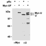 Immunoblotting of hnRNP-U with this antibody (ref.2). Specificity of anti-hnRNP-U antibody, HUT. Cell lysates were prepared from SAOS-2 cells transfected with pRc/CMV vectors (pRc) or pRc/CMV vectors expressing Myc-tagged hnRNP-U (Myc-UF). Exogenous Myc-tagged hnRNP-U (Myc-U) and endogenous hnRNP-U (U) proteins were detected by immunoblotting with anti-Myc antibody (aMyc) or HUT (aU). This antibody recognized exogenous Myc-tagged hnRNP-U and endogenous ~120 kDa hnRNP-U proteins in SAOS-2 cells.