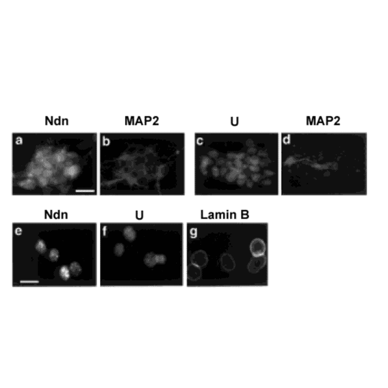 Immunocytochemistry using this antibody, HUT (ref.2) Mouse P19 neurons were labeled with anti-necdin antibody (Ndn) (a) or with HUT for hnRNP-U (U) (c) in combination with anti-neuronal marker, MAP2, antibody for MAP2 (b, d). The nuclear matrix was prepared in situ and labeled for necdin (Ndn) (e), hnRNP-U (U) (f), and a nuclear matrix marker, lamin B (g). Both necdin and hnRNP-U were localized to the nuclei of differentiated neurons, which express the neuronal marker MAP2 (a-d). Necdin was also distributed in the neuronal cytoplasm (a). The immunocytochemical analysis of in situ extracted nuclear matrix revealed that both necdin and hnRNP-U were concentrated in intranuclear speckles throughout the nucleoplasm (e, f). Lamin B, a nuclear matrix marker, was localized to the nuclear lamina (g). These results suggest that both necdin and hnRNP-U are associated with the nuclear matrix of neurons