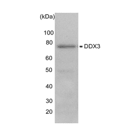 Western blot of endogenous DDX3X HeLa cells (10µg) with anti- DDX3X antibody at 1/1,000 dilution and as the second antibody, HRP-conjugated goat anti-rabbit IgG was used at 1/20,000 dilution.