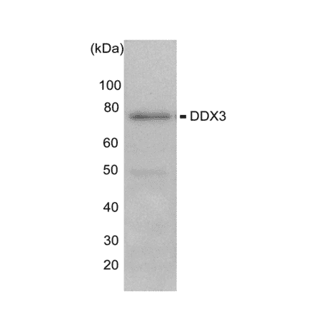 Western blot of endogenous DDX3X HeLa cells (10µg) with anti- DDX3X antibody at 1/1,000 dilution and as the second antibody, HRP-conjugated goat anti-rabbit IgG was used at 1/20,000 dilution.