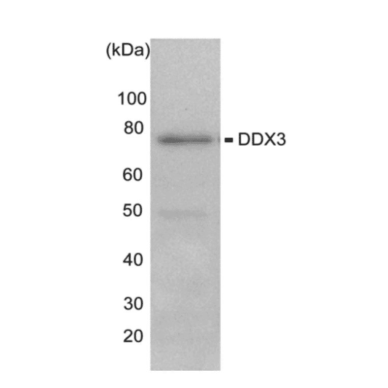 Western blot of endogenous DDX3X HeLa cells (10µg) with anti- DDX3X antibody at 1/1,000 dilution and as the second antibody, HRP-conjugated goat anti-rabbit IgG was used at 1/20,000 dilution.