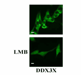 Western blot of endogenous DDX3X HeLa cells (10µg) with anti- DDX3X antibody at 1/1,000 dilution and as the second antibody, HRP-conjugated goat anti-rabbit IgG was used at 1/20,000 dilution.