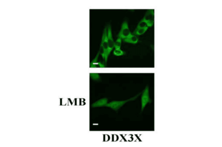 Immunostaing of HeLa cells with anti-DDX3X antibody. Paraformaldehyde-fixed HeLa cells were stained with anti-DDX3X antibody at 1/500 dilution. DDX3X is localized in cytoplasm in the absence of treatment, but once treated with LMB, a nuclear translocation inhibitor, it is localized not only in cytoplasm but also in nuclei.
