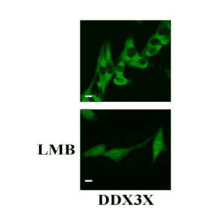 Western blot of endogenous DDX3X HeLa cells (10µg) with anti- DDX3X antibody at 1/1,000 dilution and as the second antibody, HRP-conjugated goat anti-rabbit IgG was used at 1/20,000 dilution.