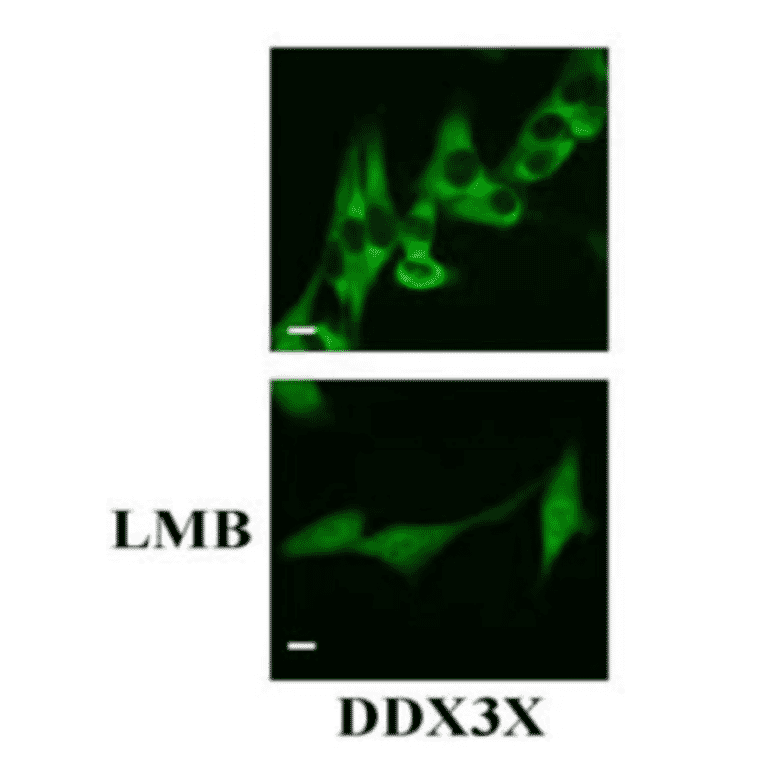 Immunostaing of HeLa cells with anti-DDX3X antibody. Paraformaldehyde-fixed HeLa cells were stained with anti-DDX3X antibody at 1/500 dilution. DDX3X is localized in cytoplasm in the absence of treatment, but once treated with LMB, a nuclear translocation inhibitor, it is localized not only in cytoplasm but also in nuclei.