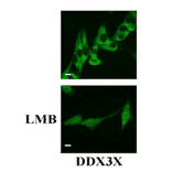 Immunostaing of HeLa cells with anti-DDX3X antibody. Paraformaldehyde-fixed HeLa cells were stained with anti-DDX3X antibody at 1/500 dilution. DDX3X is localized in cytoplasm in the absence of treatment, but once treated with LMB, a nuclear translocation inhibitor, it is localized not only in cytoplasm but also in nuclei.