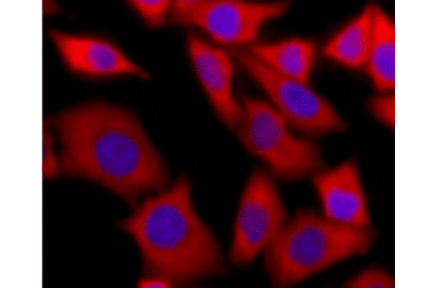 Immunostaining of Hela cells with anti-DDX3X antibody. Hela cells were stained with anti-DDX3X antibody (red) at 1/500 dilution and as the secondary antibody, Alexa Fluor 568-conjugated goat anti-rabbit antibody at 2 µg/ml. The nuclei were stained with Hoechst (blue)