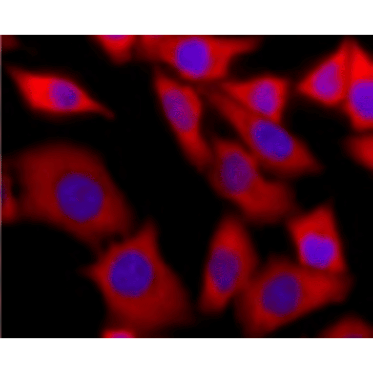 Immunostaining of Hela cells with anti-DDX3X antibody. Hela cells were stained with anti-DDX3X antibody (red) at 1/500 dilution and as the secondary antibody, Alexa Fluor 568-conjugated goat anti-rabbit antibody at 2 µg/ml. The nuclei were stained with Hoechst (blue)