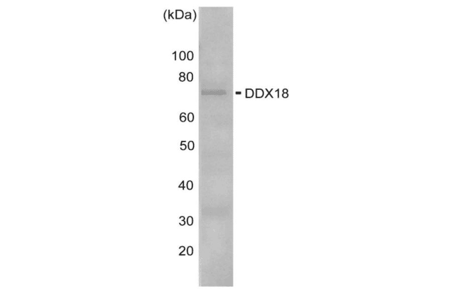 Western blot analysis of DDX3 in the whole cell extracts of HeLa cells (10?g) with anti -DDX18 antibody at 1,000 fold dilution